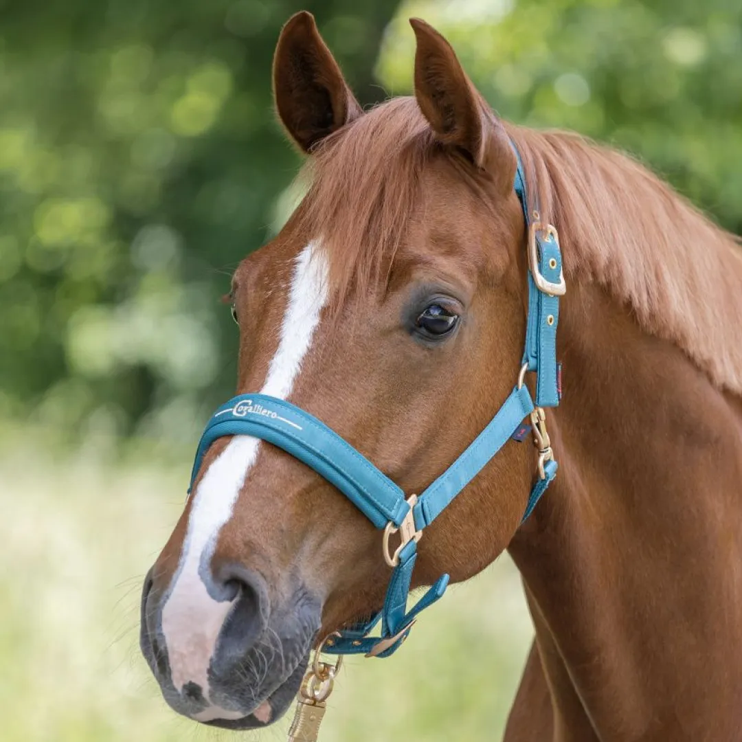 Covalliero Head Collar