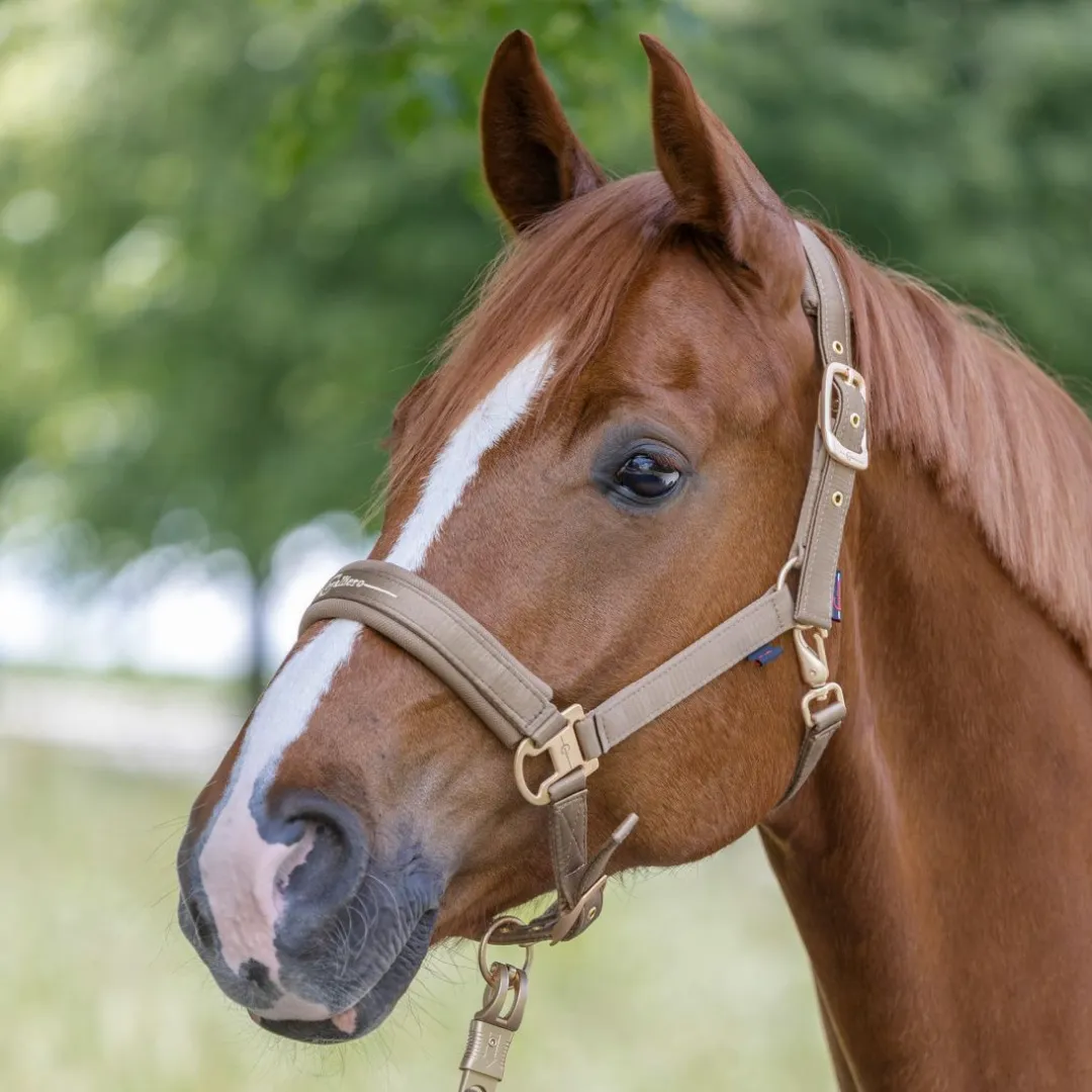 Covalliero Head Collar