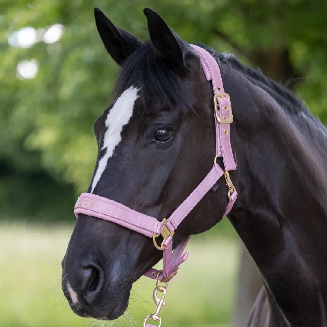 Covalliero Head Collar