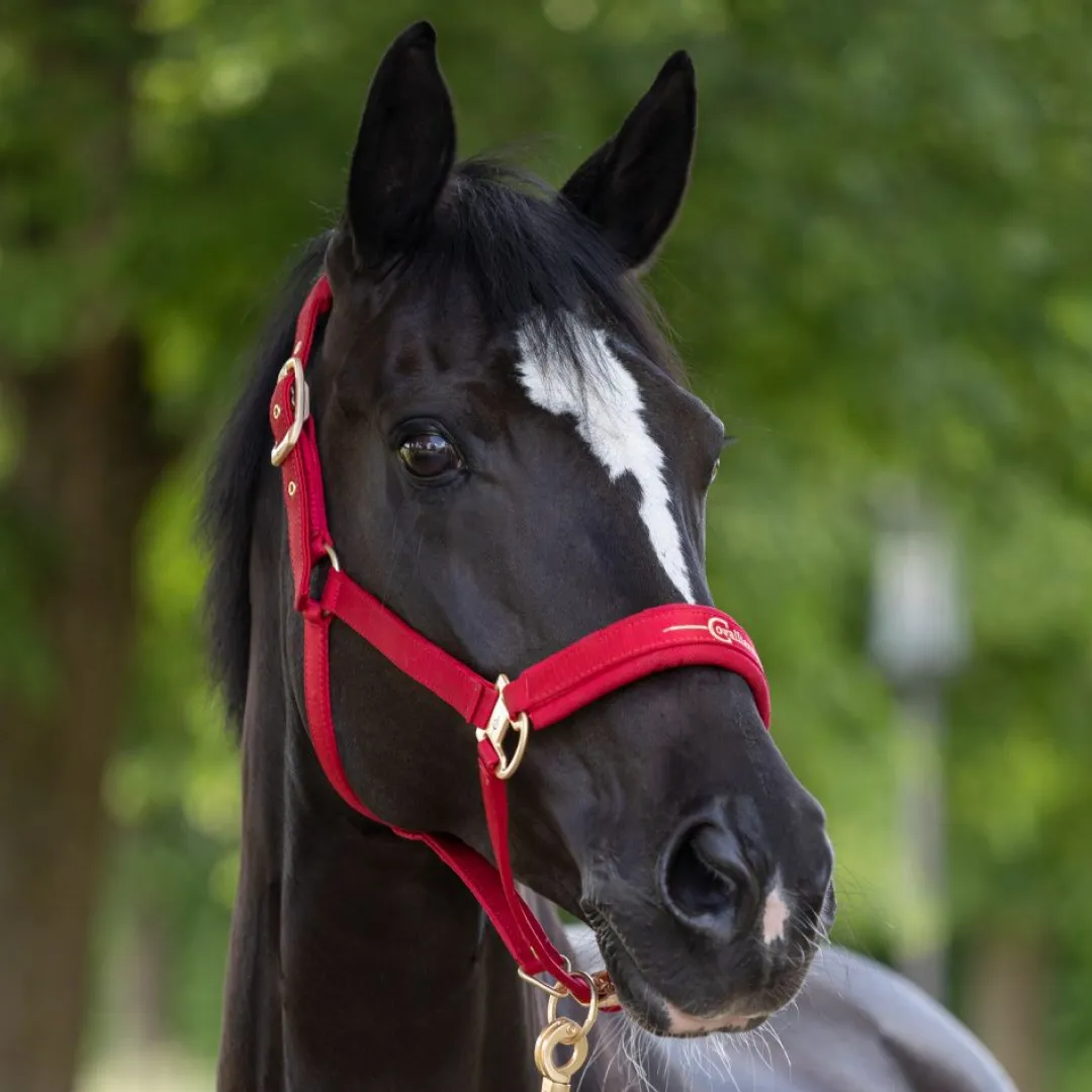 Covalliero Head Collar