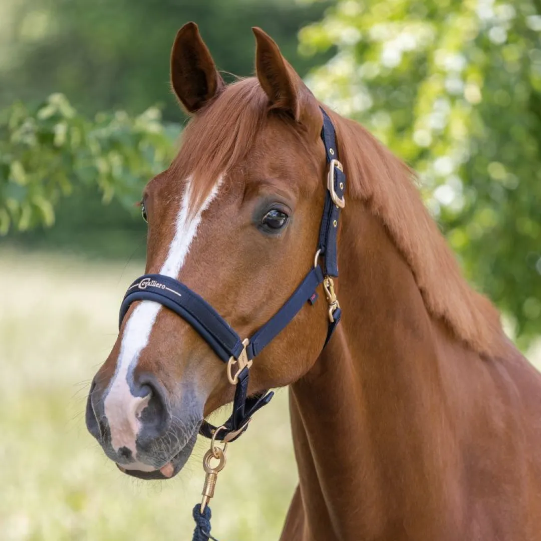 Covalliero Head Collar