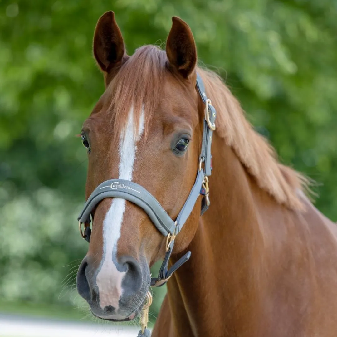 Covalliero Head Collar