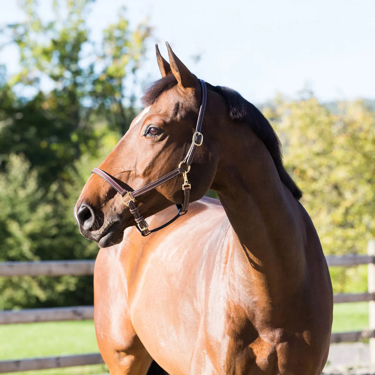 Fremont Leather Halter